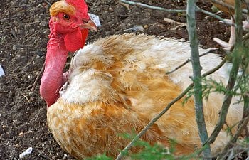 Pickin' the Right Frickin' Chicken: Guide to Picking Backyard Chicken Breeds