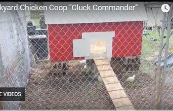 cluck commander.jpg