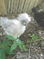 20170522_154956.jpg