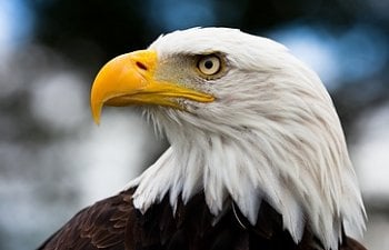 Eagle - Chicken Predators - How To Protect Your Chickens From Eagles