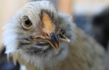 Caring For Cross Beaked And Other Special Needs Chickens Including Tube Feeding Techniques