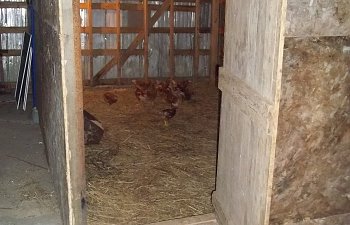 Our Coop Inside The Barn