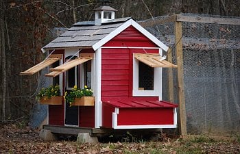 Holland Chicken Coop Arthurs Place