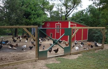 Tonini3059s Large Chicken Coop