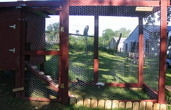 Newpeepmamas Chicken Coop