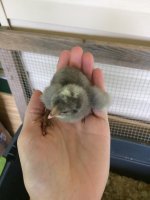 grey chick2.jpg grey chick2.jpg