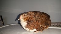 20170524_150245.jpg
