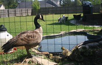 Rescuing a Goose and her Goslings