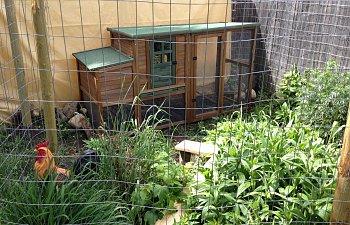 Back Yard City COOP