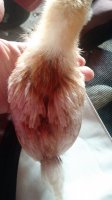 IMG_20170524_164118208.jpg