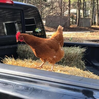 5 Ways To Protect Chickens From Cats Backyardables