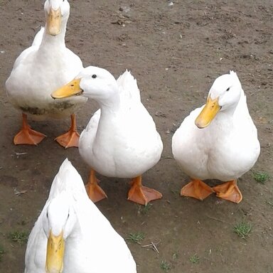 Leash Training A Duck Backyard Chickens Learn How To Raise Chickens