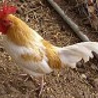 d_rooster