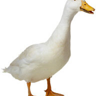 ArrowChicken