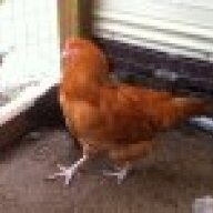 GatorChickenRanch