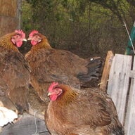 m.r.heavenlyhens