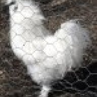 chickencrazylady
