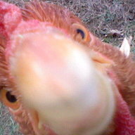 chickathon