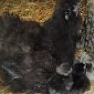 thechickenshepheard