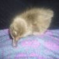 dabblingducks