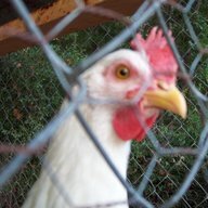 chickenprison