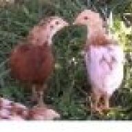 deChickyHen