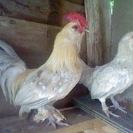 SilkieBantams