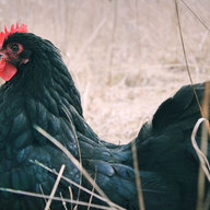 filumene