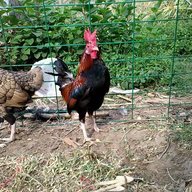 tharooster12