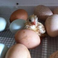 kelly's hen house