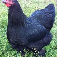 wannabe_chickadee