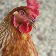heart my hens