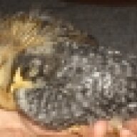 FluffandRaul