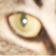 CrazyCatCulby