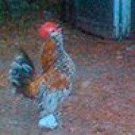 Chicks & Guineas