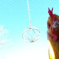 OmyChickens