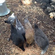 Wheatridgepeeps