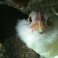 hangartnerchix