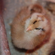 Chickens are awesome 12