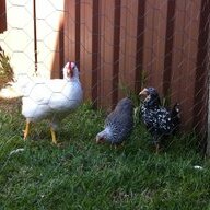 Three in a coop