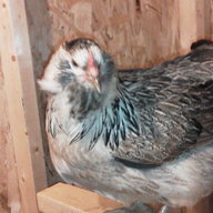 chicken poo