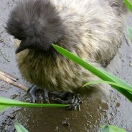 Silkie fan