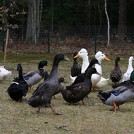 Buxton Ducks