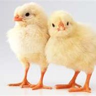 chickenlover111