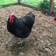 TFChickens