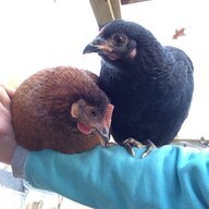 sillychickens13