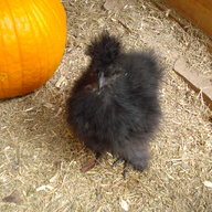 CKSilkies