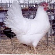 redrooster78