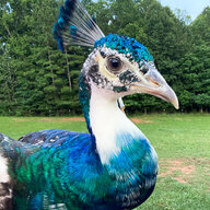 Will A Barn Cat Kill My Chickens Backyard Chickens Learn How To Raise Chickens