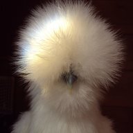 Lisasfeathers